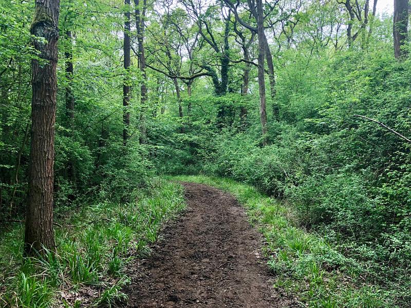 Maulden_Woods_Bedfordshire_01